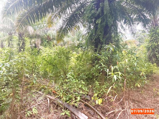 picture LAND 1323 Sq.w. Palian Trang for 1.3M - 6/15