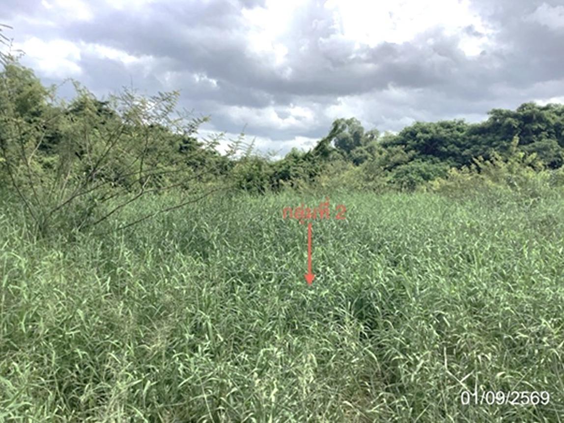 picture LAND 4686.2 Sq.w. Lat Yao Nakhon Sawan for 7M - 23/27