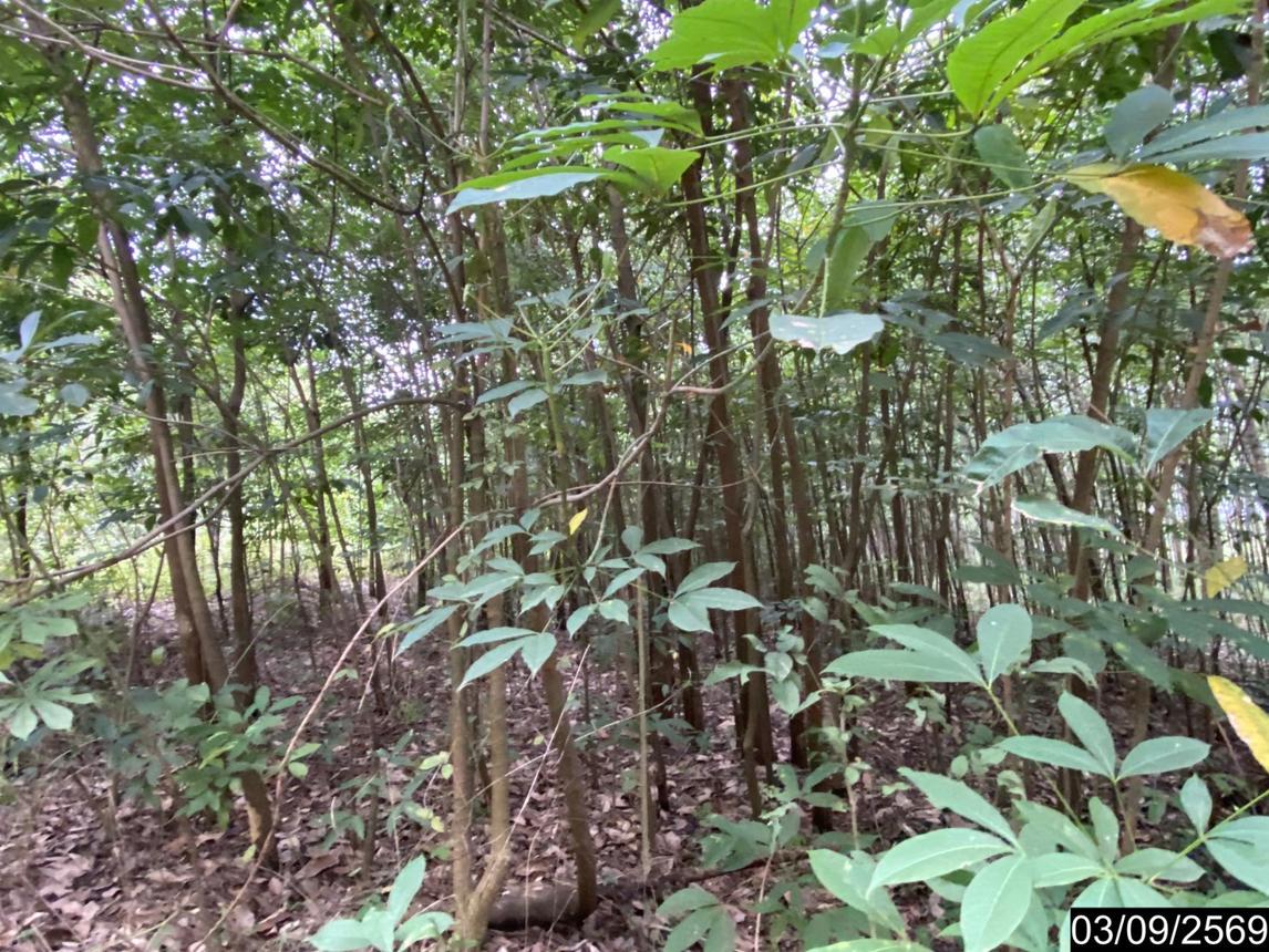 รูป ที่ดินว่างเปล่า 5860 ตร.วา เมืองบึงกาฬ บึงกาฬ 5.9M - รูปที่ 15/25