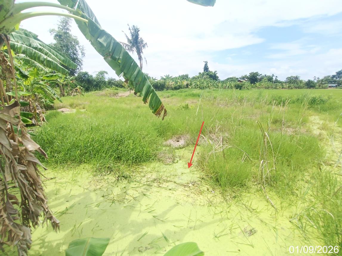 รูป ที่ดินว่างเปล่า 970 ตร.วา เมืองสุโขทัย สุโขทัย 1.9M - รูปที่ 14/21