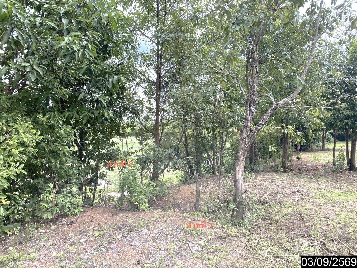 picture LAND 6586 Sq.w. Nongkai for 12.2M - 25/35