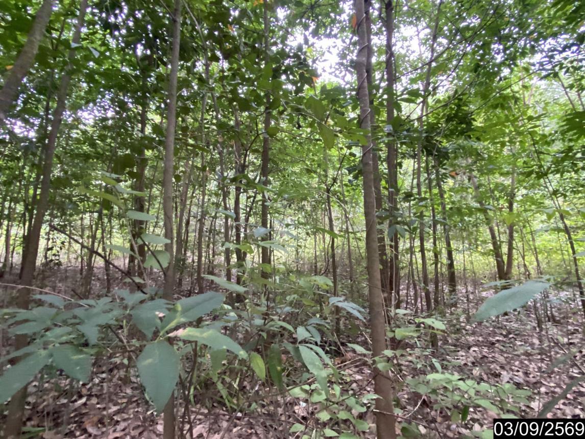 รูป ที่ดินว่างเปล่า 5860 ตร.วา เมืองบึงกาฬ บึงกาฬ 5.9M - รูปที่ 19/25