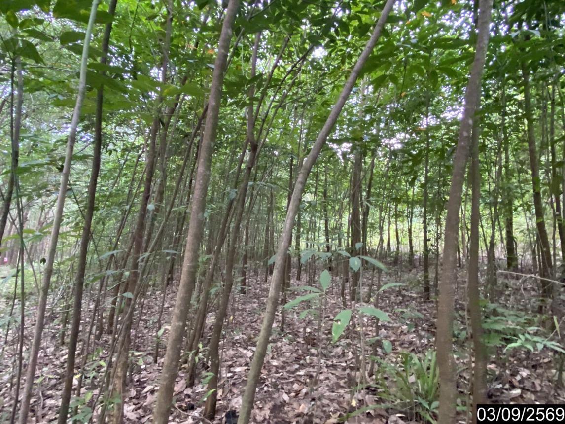 รูป ที่ดินว่างเปล่า 5860 ตร.วา เมืองบึงกาฬ บึงกาฬ 5.9M - รูปที่ 20/25