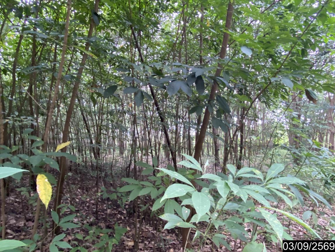 รูป ที่ดินว่างเปล่า 5860 ตร.วา เมืองบึงกาฬ บึงกาฬ 5.9M - รูปที่ 16/25