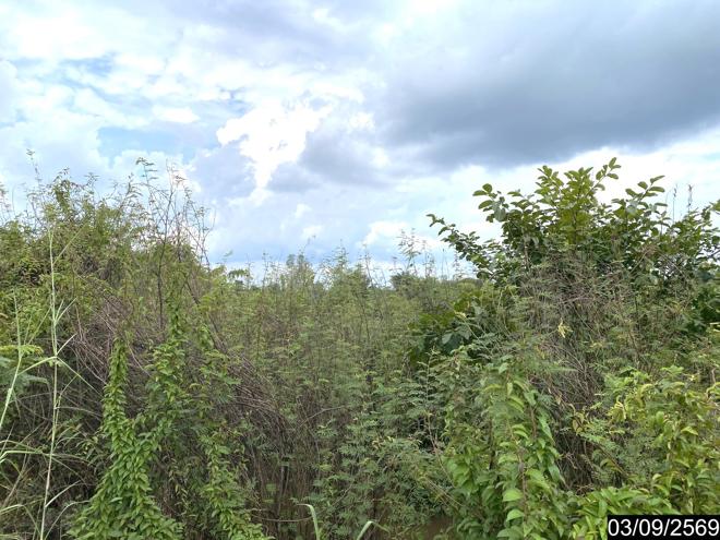 picture LAND 6586 Sq.w. Nongkai for 12.2M - 15/35