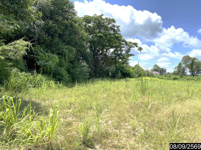 picture LAND 478 Sq.w. Sra Khrai Nongkai for 956,000 - 9/21