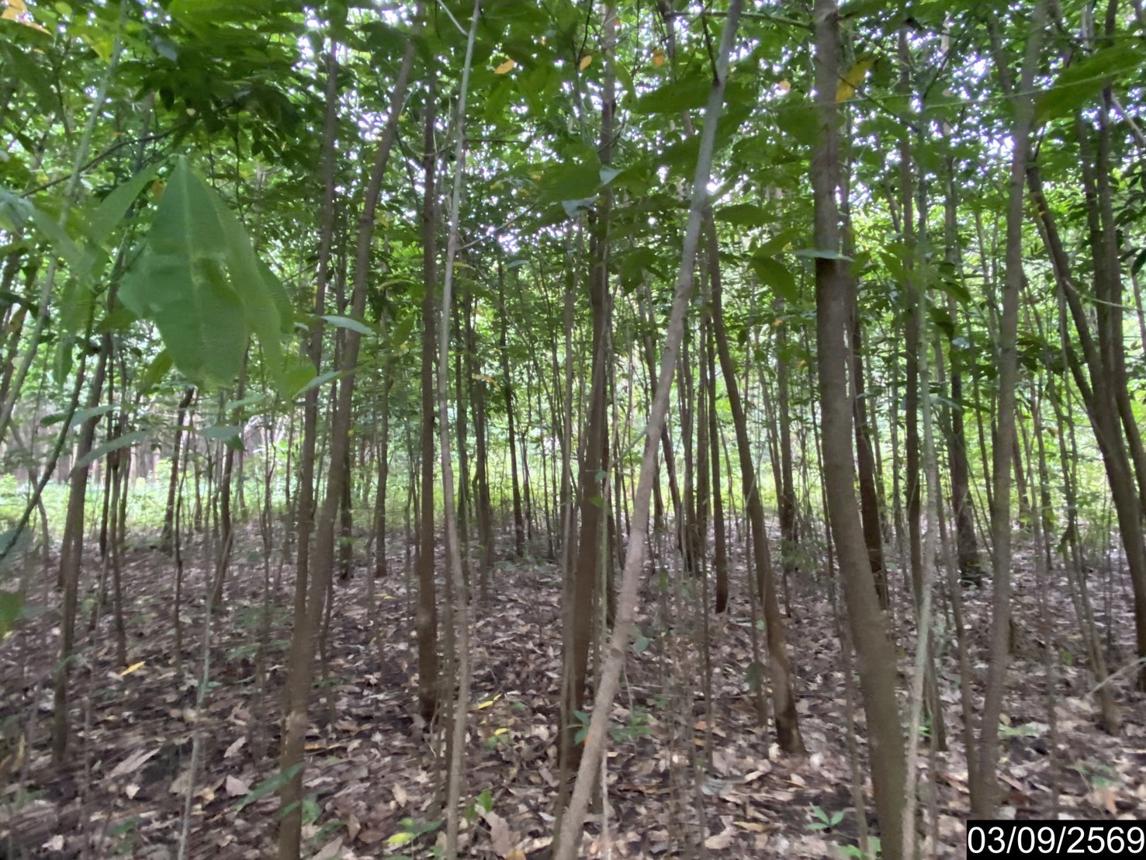 รูป ที่ดินว่างเปล่า 5860 ตร.วา เมืองบึงกาฬ บึงกาฬ 5.9M - รูปที่ 17/25