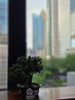 listing thumbnail image 6