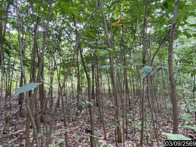 รูป ที่ดินว่างเปล่า 5860 ตร.วา เมืองบึงกาฬ บึงกาฬ 5.9M - รูปที่ 8/25