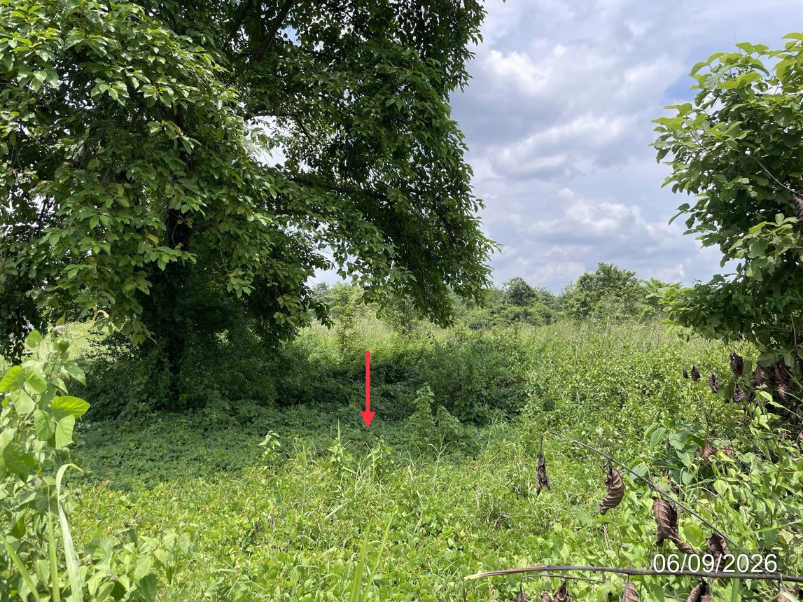 picture LAND 4000 Sq.w. Chon Daen Phetchabun for 2.4M - 9/15