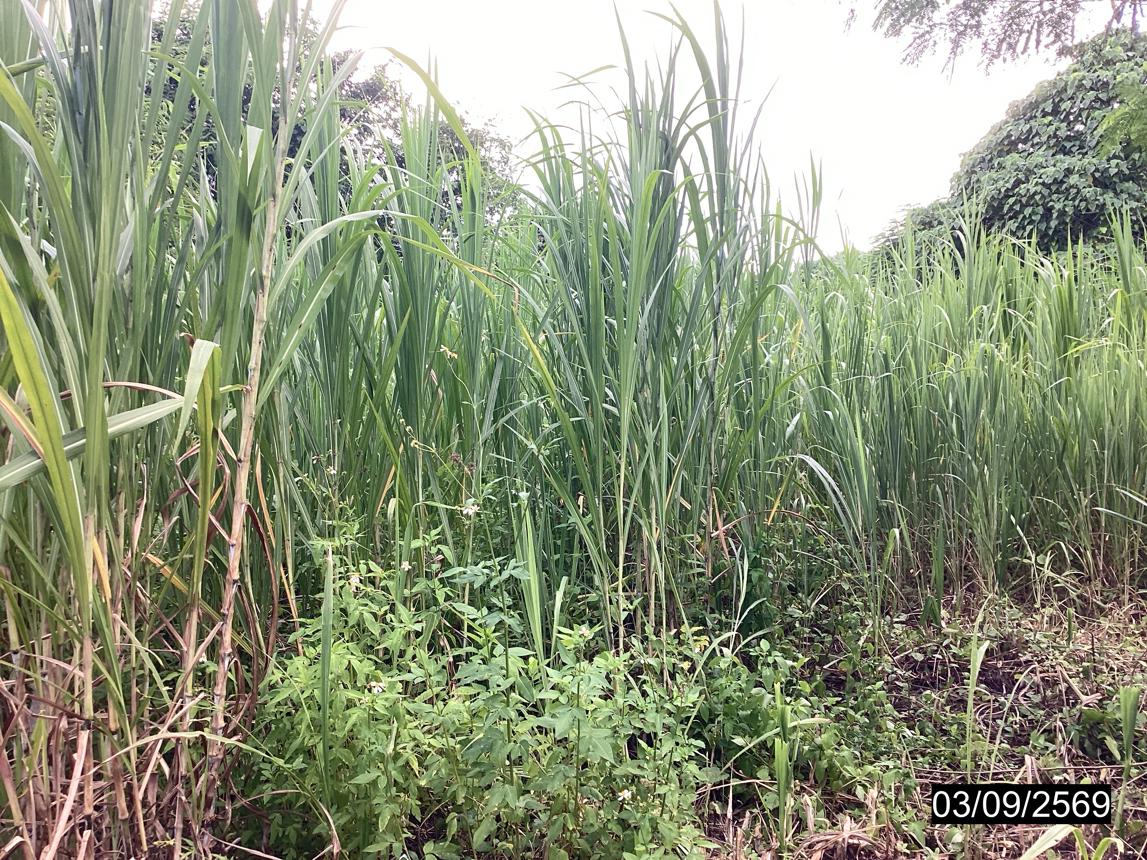 รูป ที่ดินว่างเปล่า 26 ตร.วา ท่าแซะ ชุมพร 338,000 - รูปที่ 9/15