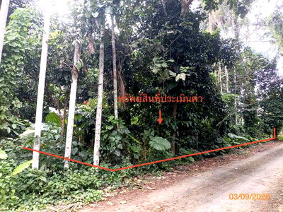 LAND 290.8 Sq.w. Chawang Nakhon Sri Thammarat for 1.9M
