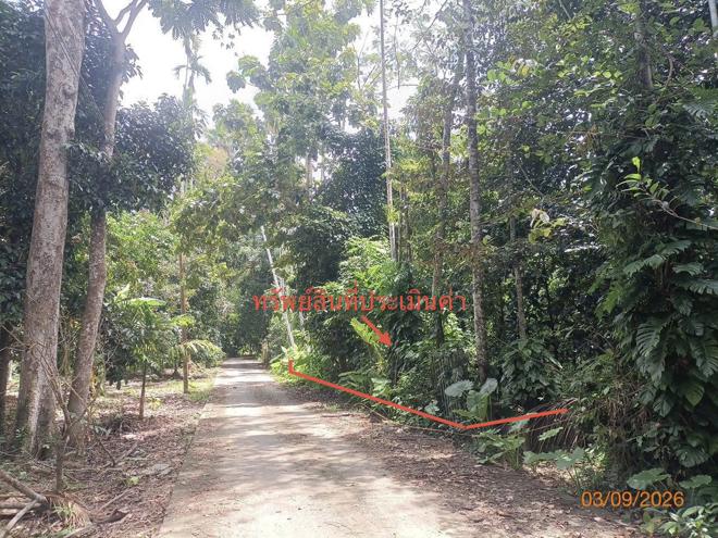 รูป ที่ดินว่างเปล่า 290.8 ตร.วา ฉวาง นครศรีธรรมราช 1.9M - รูปที่ 2/17