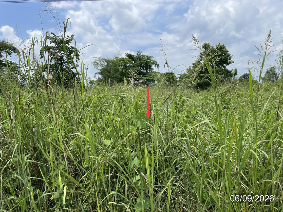 picture LAND 4000 Sq.w. Chon Daen Phetchabun for 2.4M - 11/15