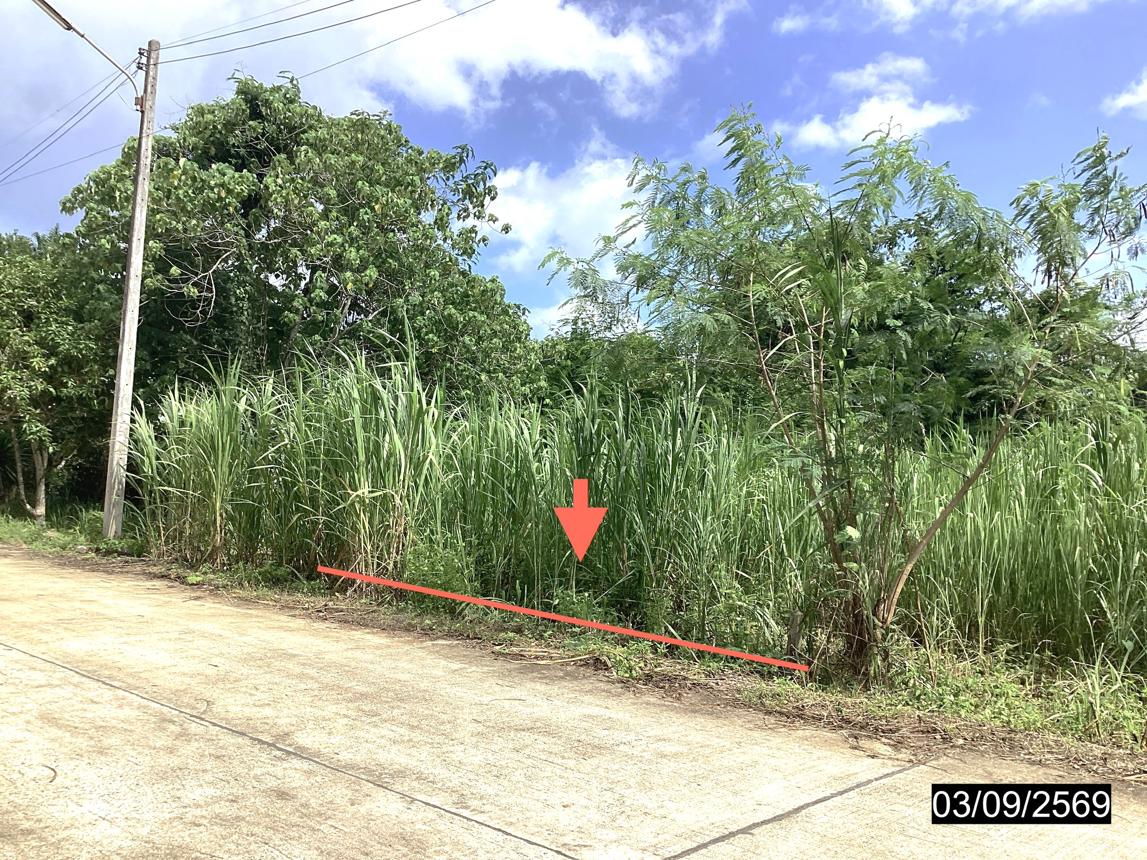 รูป ที่ดินว่างเปล่า 26 ตร.วา ท่าแซะ ชุมพร 338,000 - รูปที่ 8/15