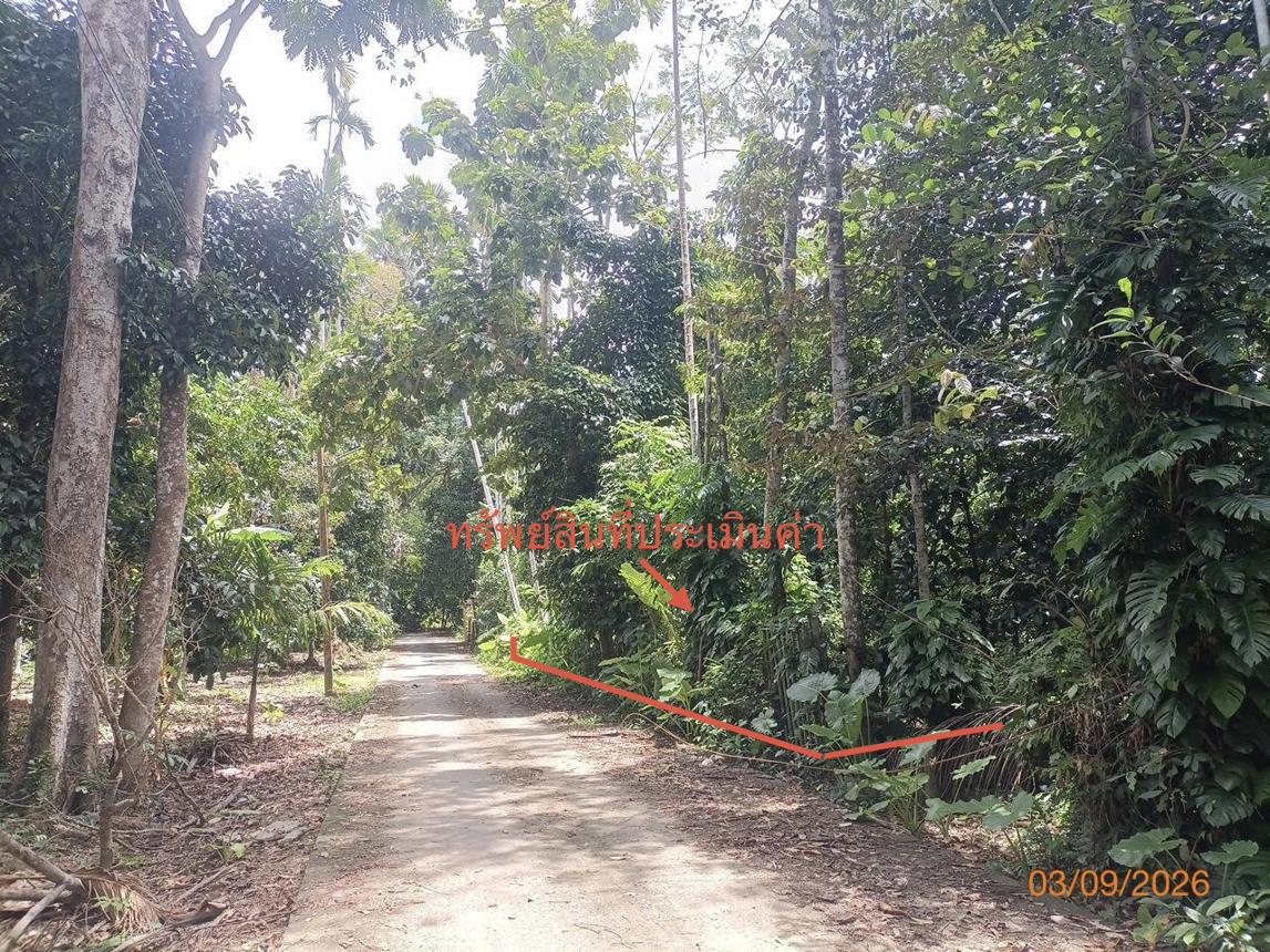 รูป ที่ดินว่างเปล่า 290.8 ตร.วา ฉวาง นครศรีธรรมราช 1.9M - รูปที่ 9/17