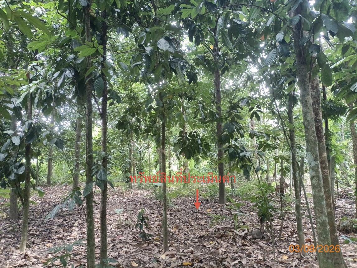 รูป ที่ดินว่างเปล่า 290.8 ตร.วา ฉวาง นครศรีธรรมราช 1.9M - รูปที่ 11/17