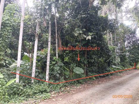 รูป ที่ดินว่างเปล่า 290.8 ตร.วา ฉวาง นครศรีธรรมราช 1.9M - รูปที่ 14/17
