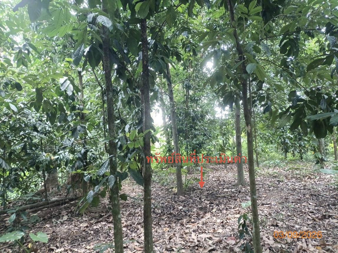 รูป ที่ดินว่างเปล่า 290.8 ตร.วา ฉวาง นครศรีธรรมราช 1.9M - รูปที่ 10/17