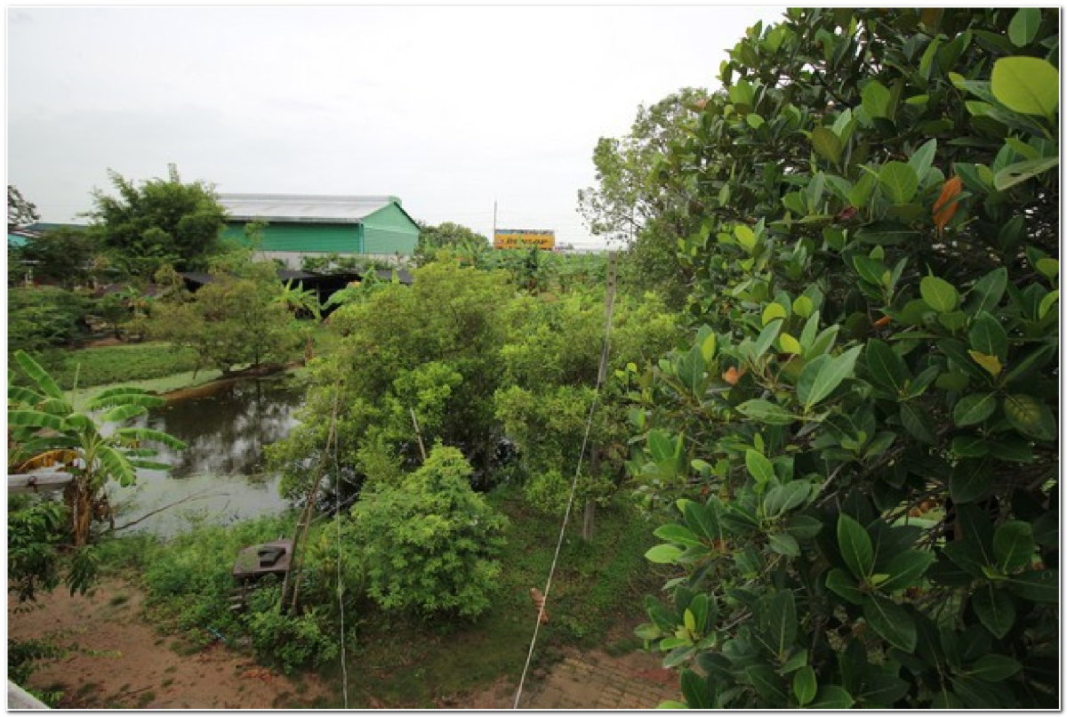 รูป ขายที่ดิน 4 ไร่ พนัสนิคม พร้อมบ้านและสวนกล้วย ใกล้โลตัส ทำเลทอง - รูปที่ 11/14