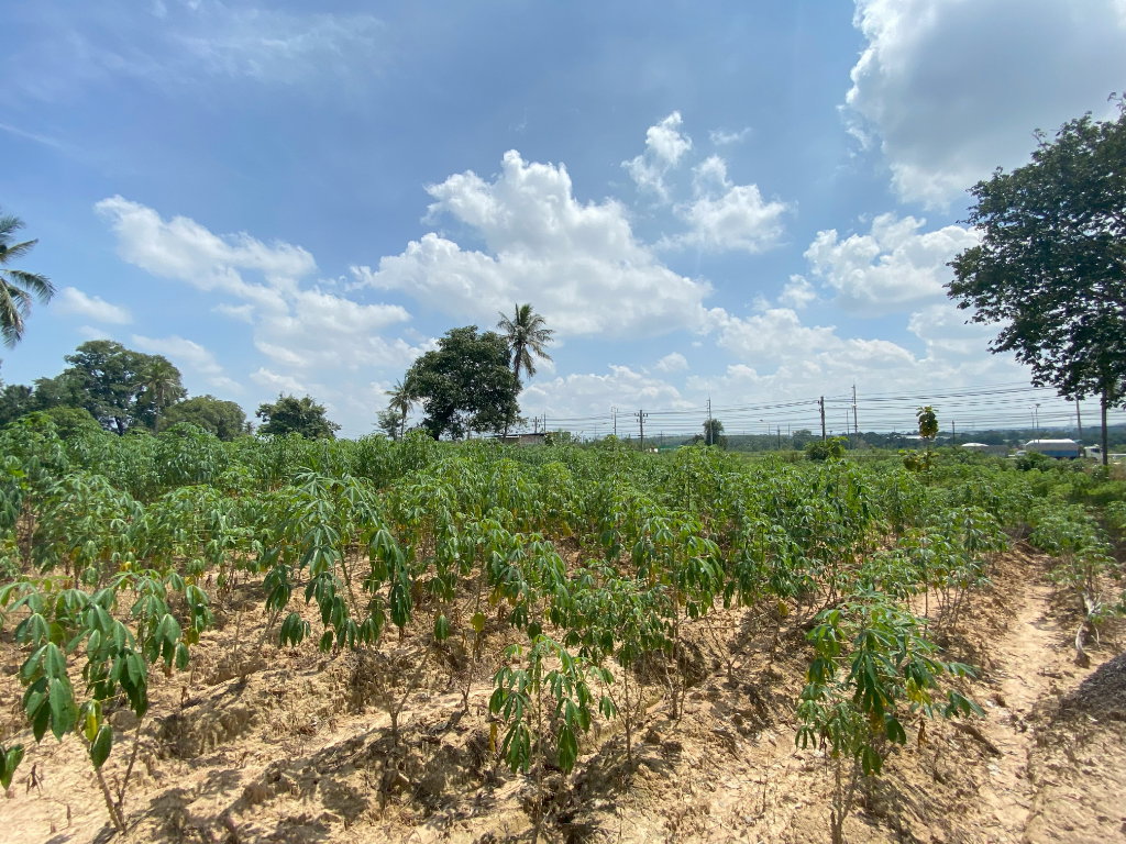 รูป (EEC) STRATEGIC LAND OPPORTUNITY HIGHWAY 331 FRONTAGE - รูปที่ 10/12