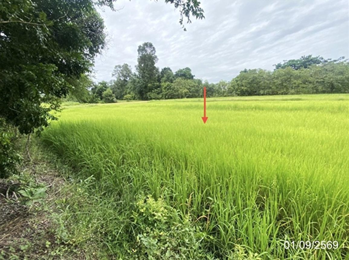 รูป ที่ดินว่างเปล่า 2368.3 ตร.วา เมืองมหาสารคาม มหาสารคาม 6.5M - รูปที่ 14/21