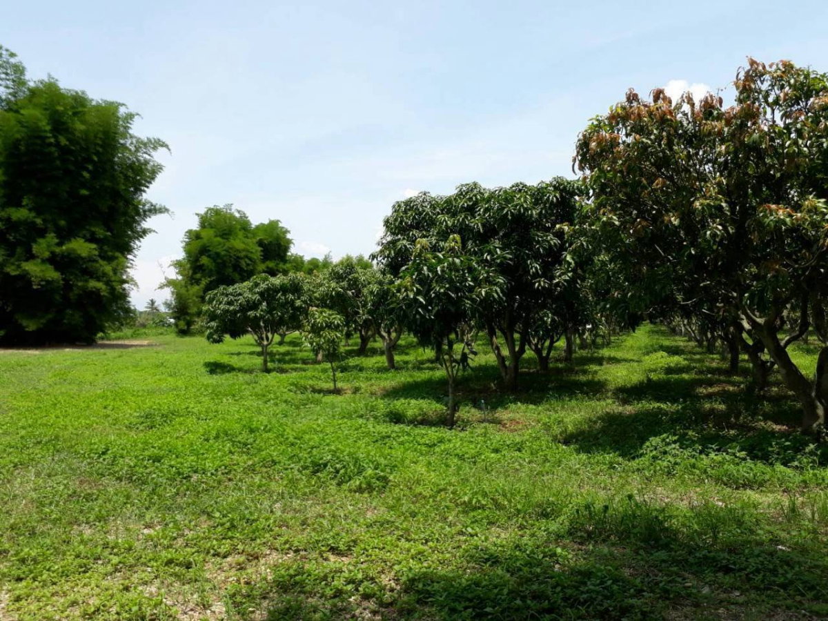 รูป ขายที่ดินทำเลสวยติดแม่น้ำกก 50 ไร่ — ต.ท่าตอน อ.แม่อาย จ. เชียงใหม่ ที่ดินพร้อมบ้าน + สวน + โกดัง - รูปที่ 3/5