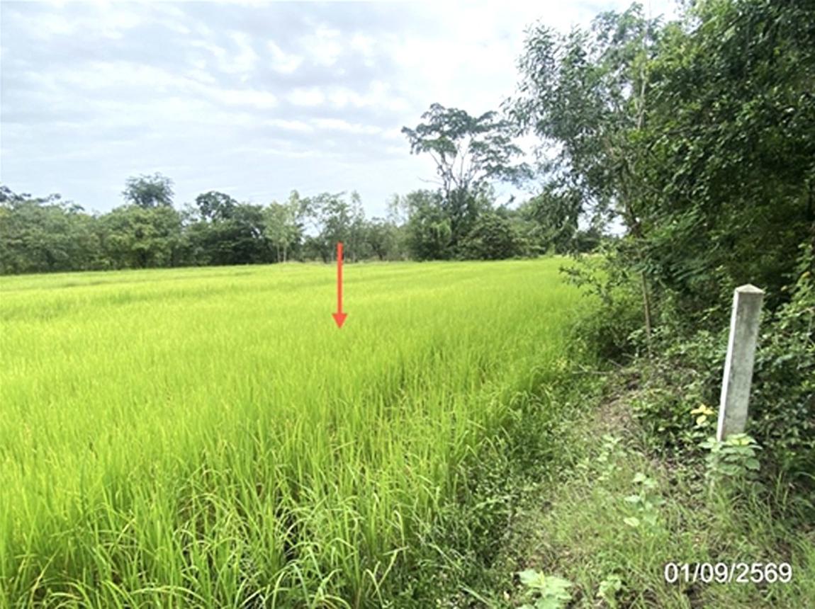 รูป ที่ดินว่างเปล่า 2368.3 ตร.วา เมืองมหาสารคาม มหาสารคาม 6.5M - รูปที่ 15/21