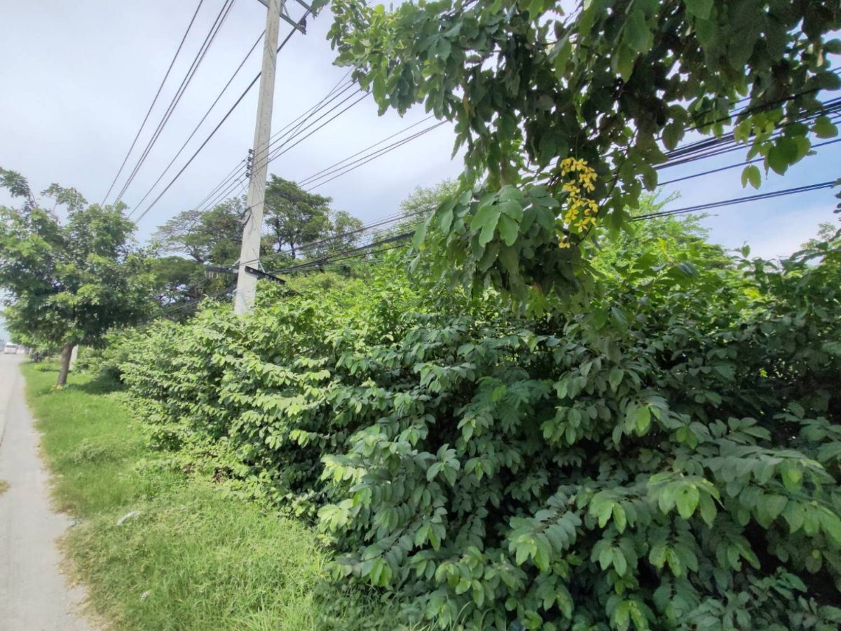 รูป สะสมที่ดินทำเลเด่น! แปลงสวย 100 ตร.วา ติดถนนมาลัยแมน ใกล้แยกวังขอน สุพรรณบุรี - รูปที่ 3/4