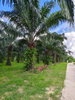 listing thumbnail image 1