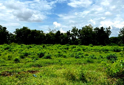 Land for sale Aranya Prathet Transport Station : ​Land for Sale Sa Kaeo! 12 Rai Aranyaprathet, Red Title Deed (NS-4J), Road Access with Electricity, Near Rong Kluea Market