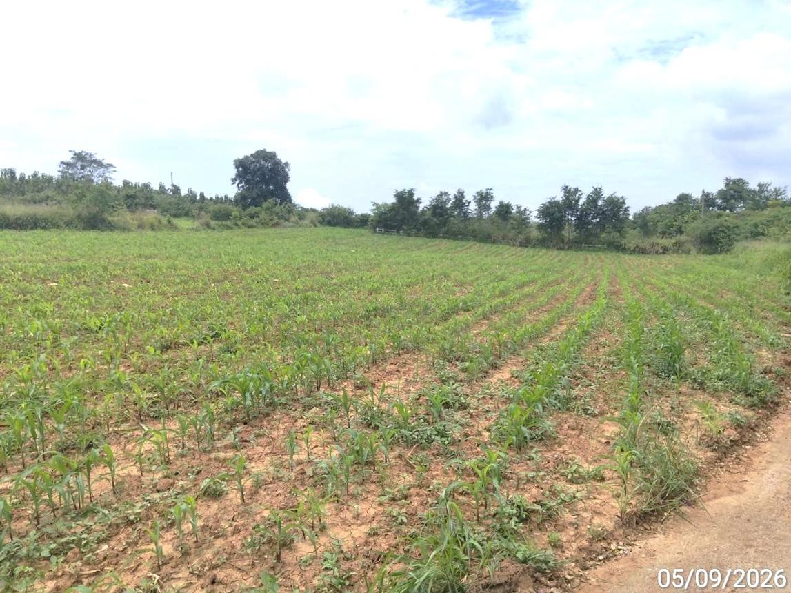 รูป ที่ดินว่างเปล่า 882 ตร.วา ภูริพิมาน ปากช่อง นครราชสีมา 5.7M - รูปที่ 11/19