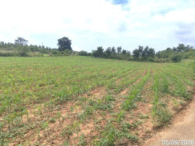 รูป ที่ดินว่างเปล่า 882 ตร.วา ภูริพิมาน ปากช่อง นครราชสีมา 5.7M - รูปที่ 4/19