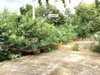 listing thumbnail image 12