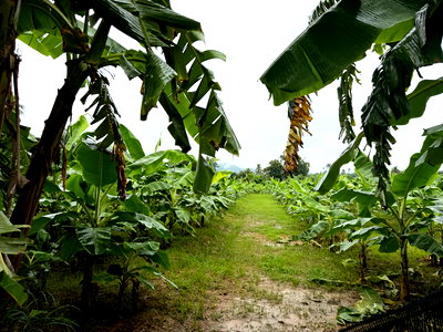 Land for sale Tha Yang Petchburi : 6-Rai Banana Plantation Land for Sale in Klat Luang, Phetchaburi