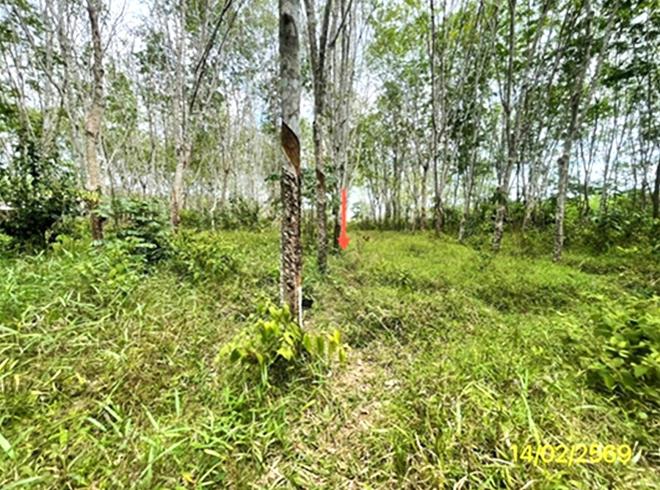 รูป ที่ดินว่างเปล่า 2000 ตร.วา ย่านตาขาว ตรัง 2.5M - รูปที่ 11/25