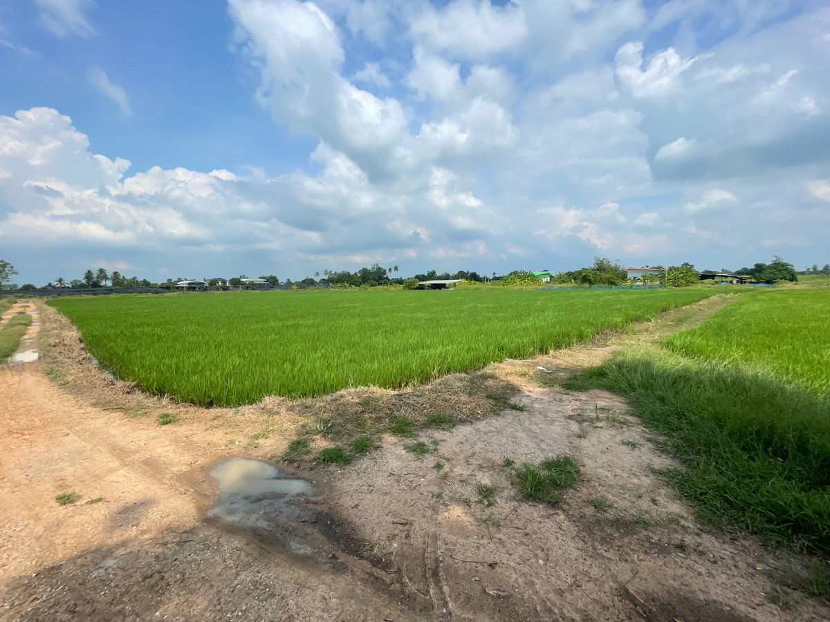 รูป ขายุที่ดินนาแปลงสวย ทำเลบ้านโป่ง ราชบุรี• สนใจติดต่อสอบถามเพิ่มเติม: 0931617984/0623249583 (ป้าน้อย) - รูปที่ 3/10