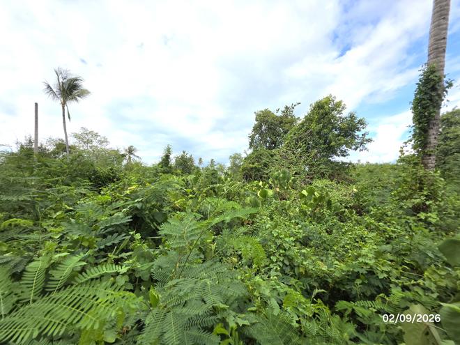 picture LAND 204 Sq.w. Don Sak Surat Thani for 1.3M - 8/19
