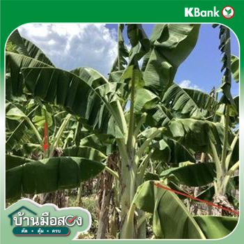 picture LAND 111.3 Sq.w. Hua Hin Prachaubkirikhan for 7.1M - 17/19