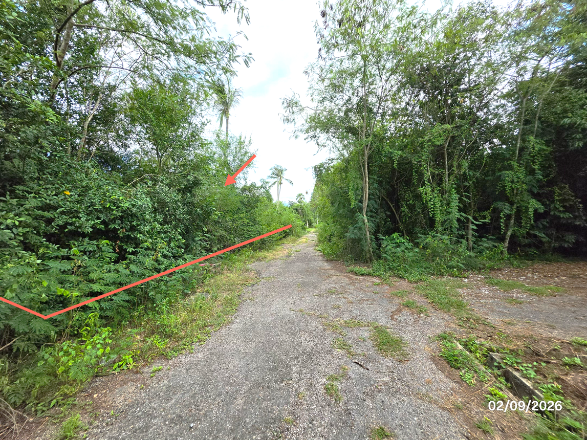 picture LAND 204 Sq.w. Don Sak Surat Thani for 1.3M - 11/19