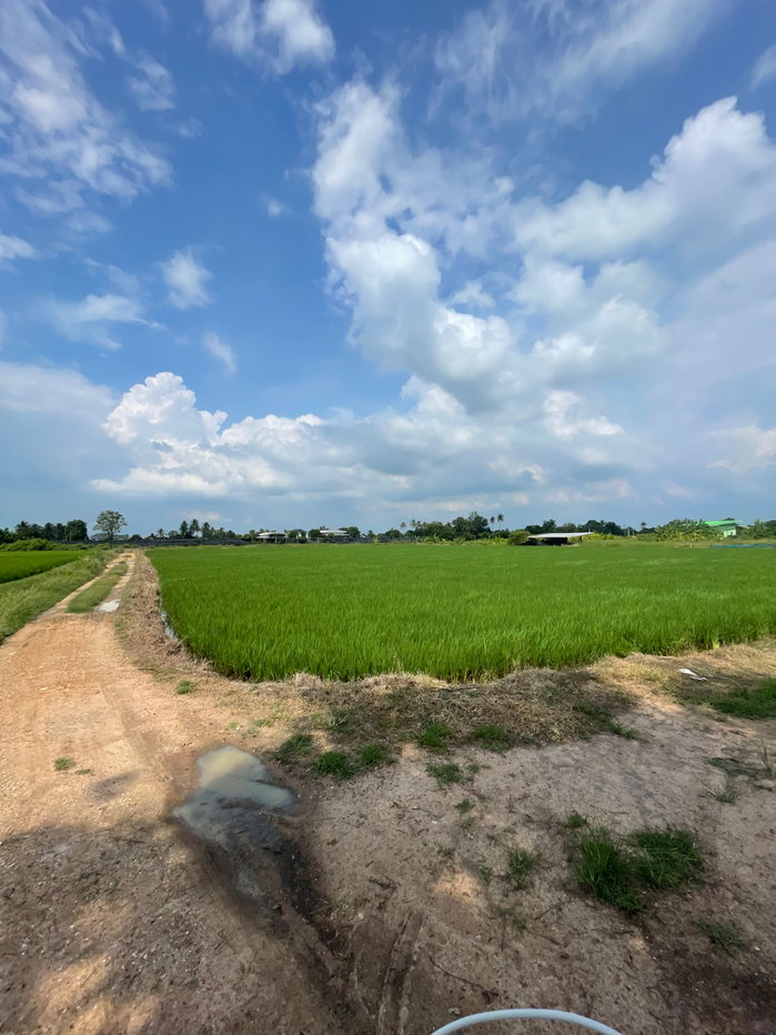 รูป ขายุที่ดินนาแปลงสวย ทำเลบ้านโป่ง ราชบุรี• สนใจติดต่อสอบถามเพิ่มเติม: 0931617984/0623249583 (ป้าน้อย) - รูปที่ 1/10