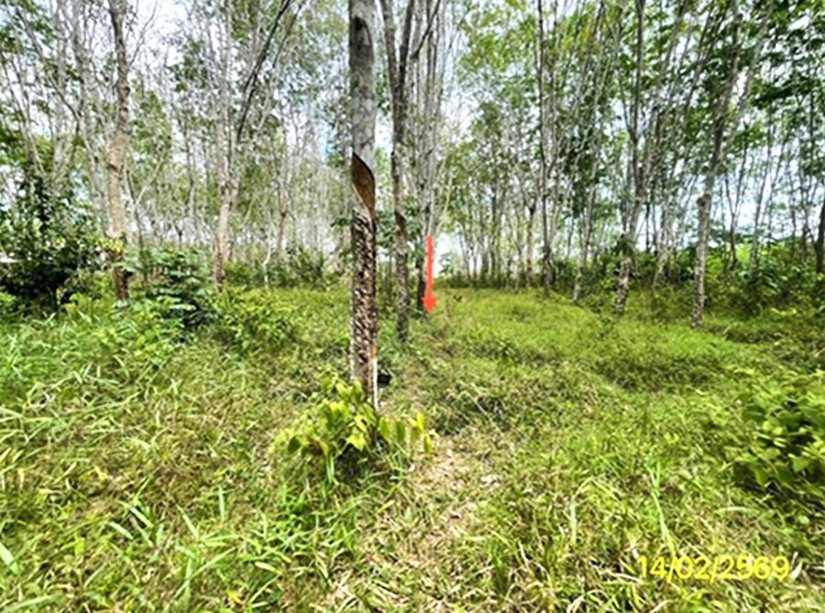 รูป ที่ดินว่างเปล่า 2000 ตร.วา ย่านตาขาว ตรัง 2.5M - รูปที่ 21/25