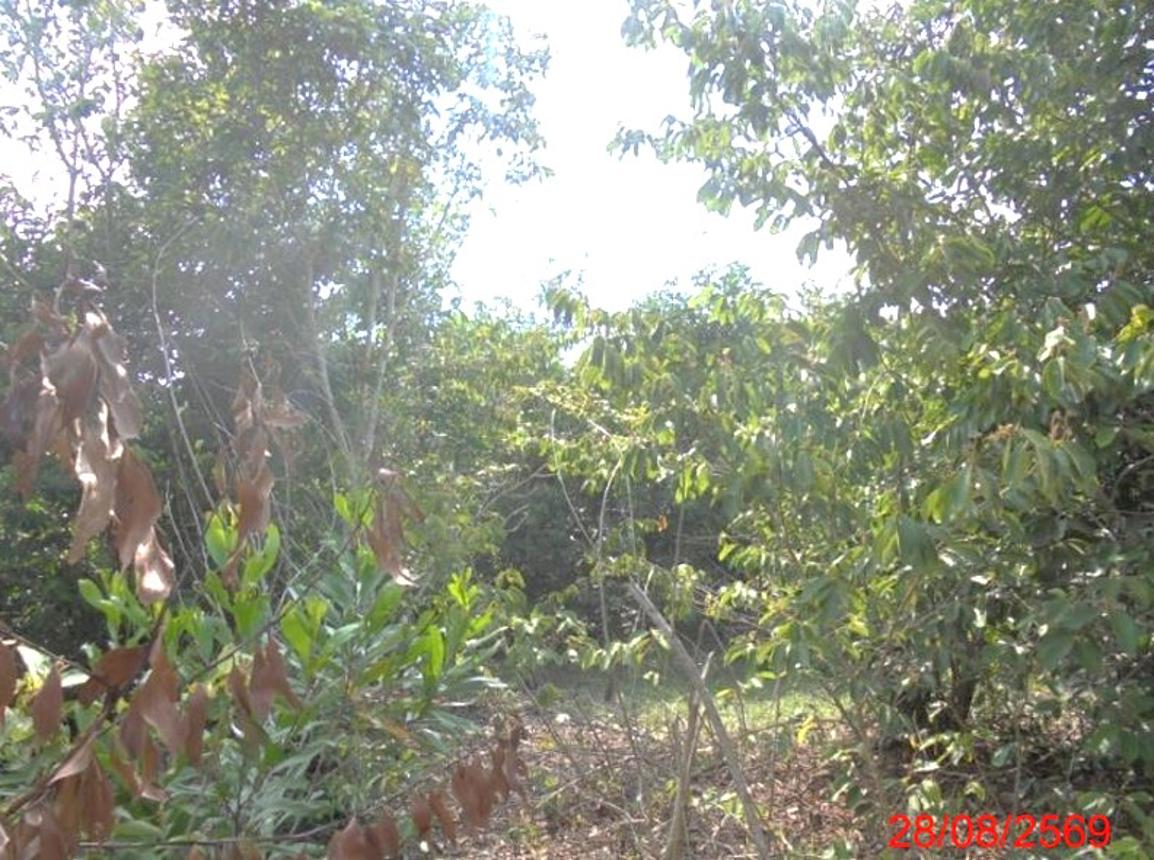 picture LAND 8296.2 Sq.w. Muang Narathiwat Narathiwat for 7.5M - 8/13