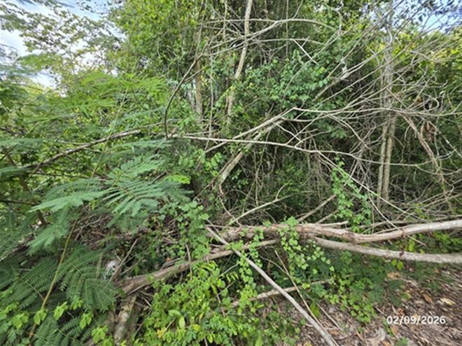 picture LAND 185 Sq.w. Don Sak Surat Thani for 1.1M - 7/23
