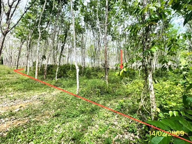 รูป ที่ดินว่างเปล่า 2000 ตร.วา ย่านตาขาว ตรัง 2.5M - รูปที่ 6/25