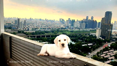 Condos for rent : Corner🧡Bathtub💛2Bed Pet Friendly Condo for Rent Sukhumvit✨Near BTS Ploenchit, MRT Petchaburi🔰 We can show all available units here
