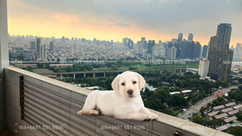 Corner🧡2Bed Pet Friendly Condo for Rent Sukhumvit✨Near BTS Ploenchit, MRT Petchaburi🔰 We can show all available units here