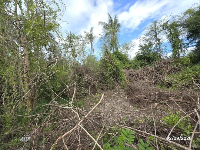 picture LAND 173 Sq.w. Don Sak Surat Thani for 1.3M - 9/23