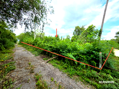 ขายที่ดิน : ที่ดินว่างเปล่า 204 ตร.วา ดอนสัก สุราษฎร์ธานี 1.3M
