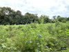 listing thumbnail image 20